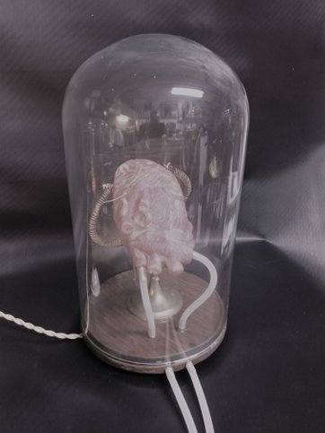 brain incubator
